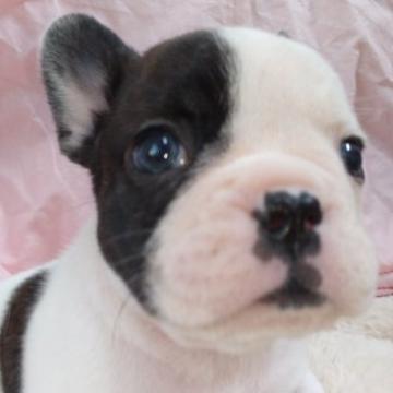 フレンチブルドッグ【愛知県・男の子・2022年9月20日・パイド】の写真「ムチムチな、ぶさかわ君」