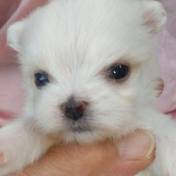 マルチーズ【愛知県・女の子・2022年9月22日・ホワイト】の写真「極小タイプお姫様」