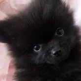 ポメラニアン【愛知県・男の子・2022年5月4日・ブラック】の写真1