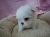 マルチーズ【愛知県・男の子・2017年12月14日・ホワイト】の写真2