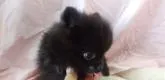 ポメラニアン【愛知県・男の子・2022年5月4日・ブラック】の写真2