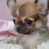 チワワ(ロング)【愛知県・女の子・2024年6月7日・フォーン】の写真5