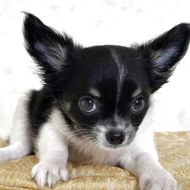 ID:2504-02155の子犬