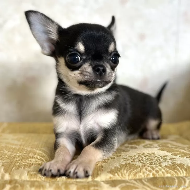 ID:2501-02392の子犬