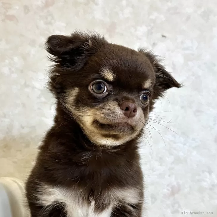 ID:2412-02269の子犬