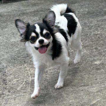 チワワ(ロング)【徳島県・男の子・2025年5月19日・ブラックタン&ホワイト】の写真「活発な子」