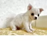 チワワ(ロング)