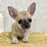 チワワ(スムース)