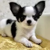 チワワ(ロング)