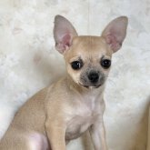 チワワ(スムース)