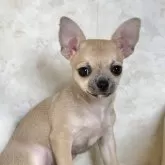 チワワ(スムース)