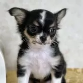 チワワ(ロング)