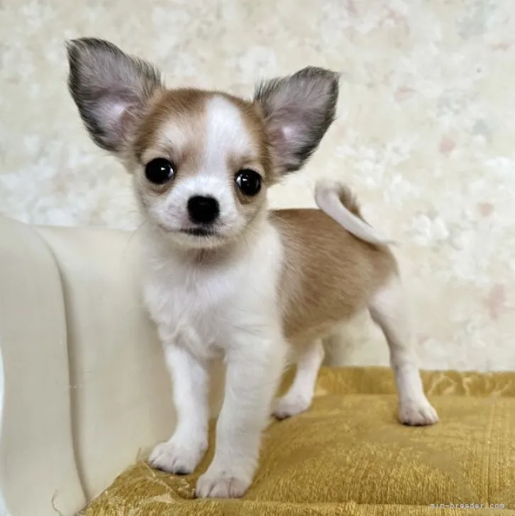ID:2310-01359の子犬