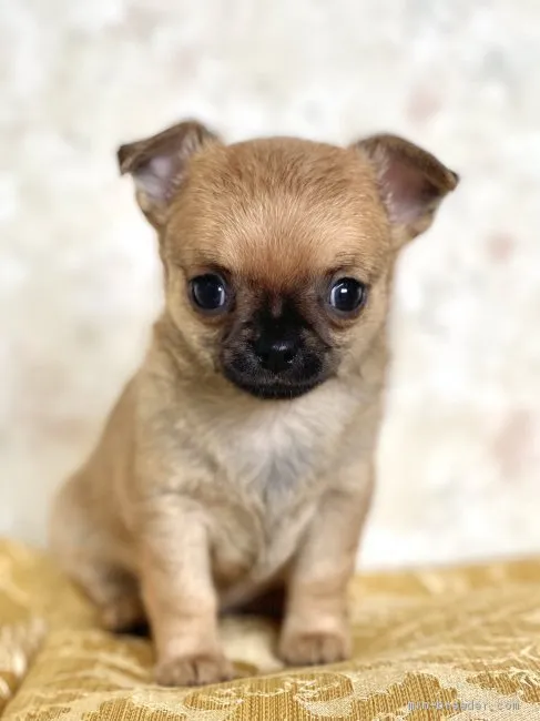 ID:2103-00309の子犬