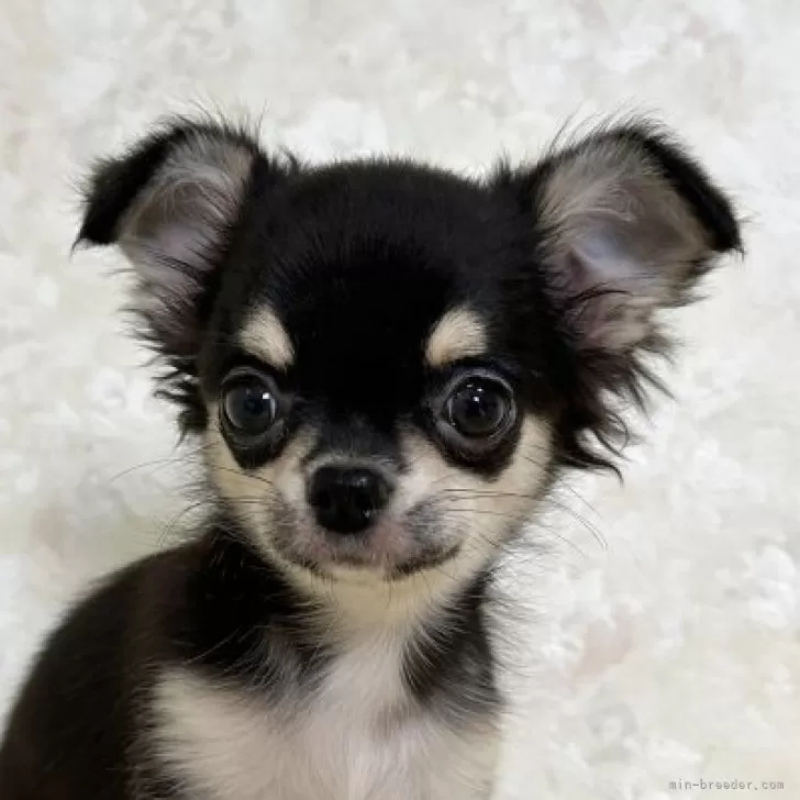 ID:2312-02645の子犬
