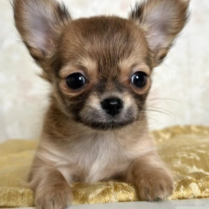 ID:2301-00169の子犬
