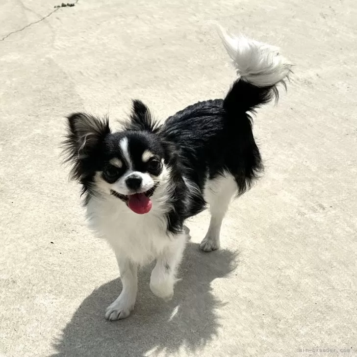 K.K 様のお迎えした子犬