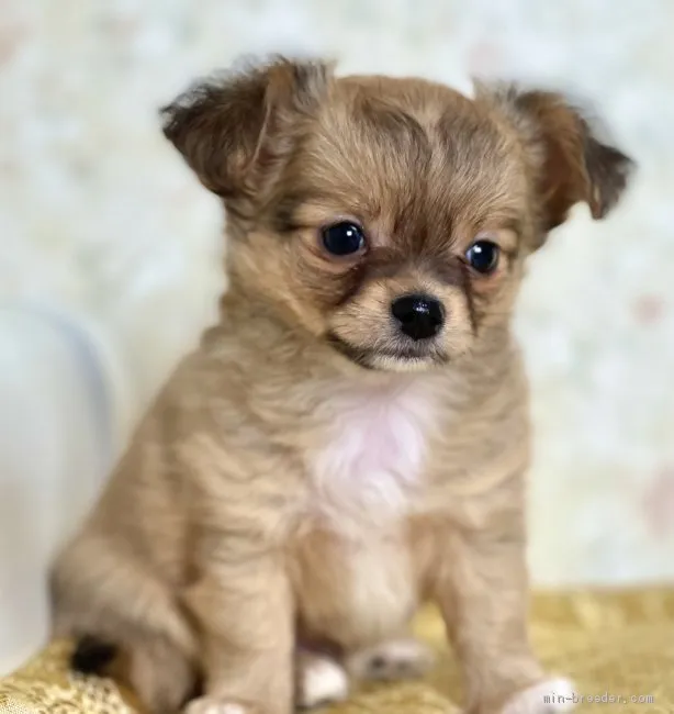 ゆうあい 様のお迎えした子犬