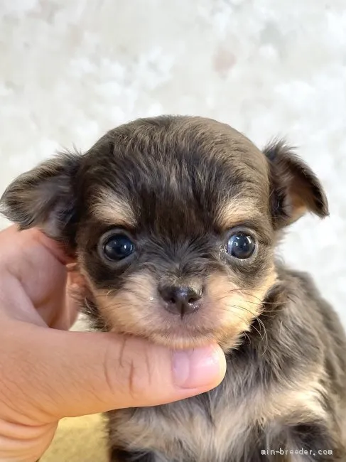 くぅ 様のお迎えした子犬