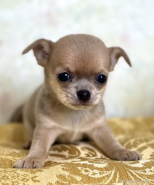 ID:2012-00735の子犬