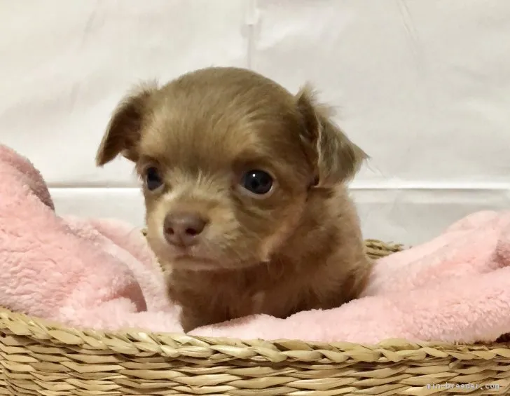 グティママ 様のお迎えした子犬