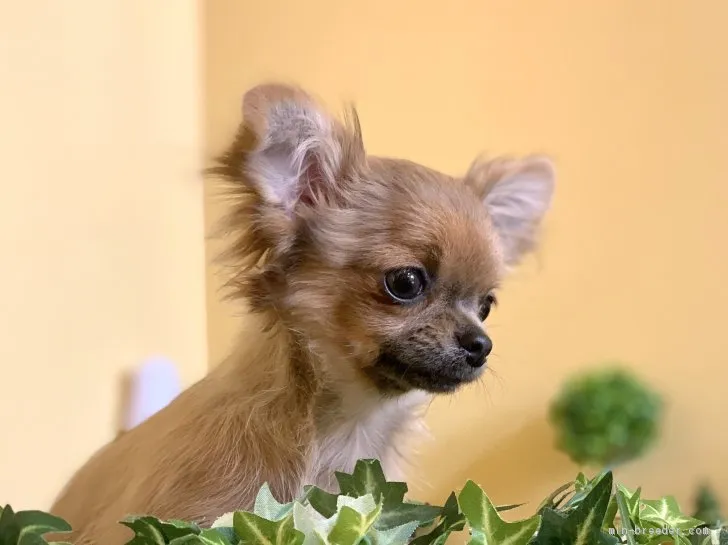はくよう 様のお迎えした子犬