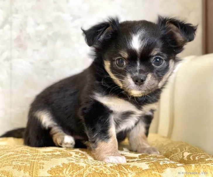 こたろう 様のお迎えした子犬