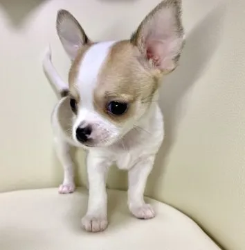 チワワパーティー美顔器 Amazon.co.jp: ロングコート チワワ 陶器 置物 : ホーム＆キッチン