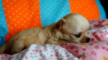 チワワ(ロング)【徳島県・男の子・2016年7月21日・クリーム】の写真「パパはINT.JKC CH」