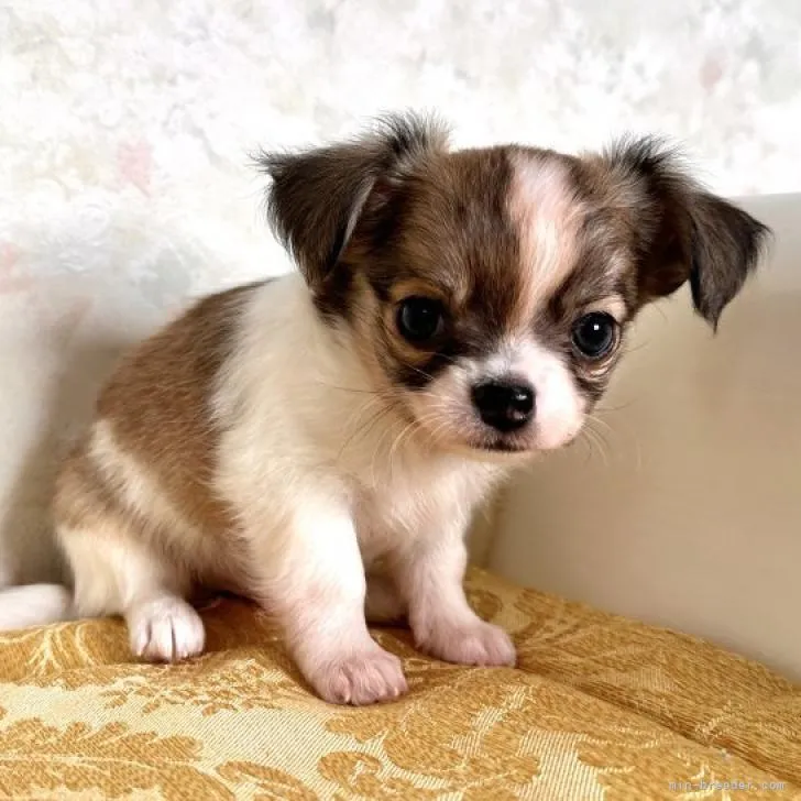 なか 様のお迎えした子犬