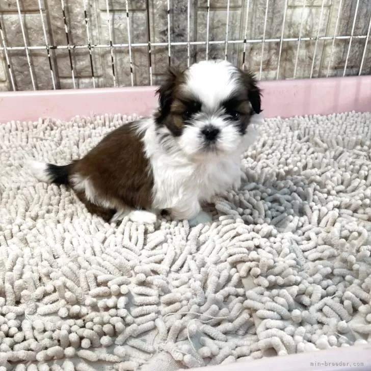 ID：2503-03960の子犬