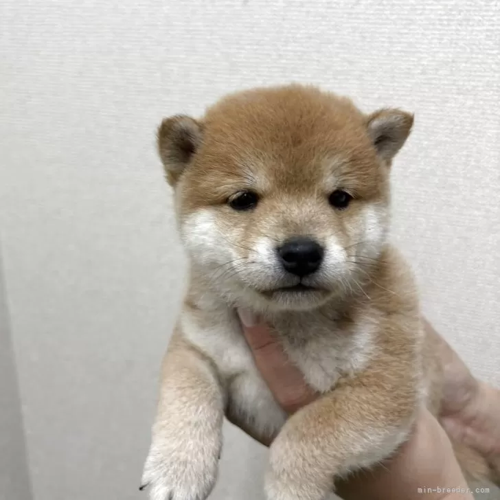 ID:2506-07361の子犬
