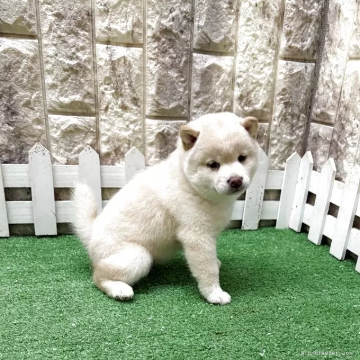 ID:2507-00493の子犬