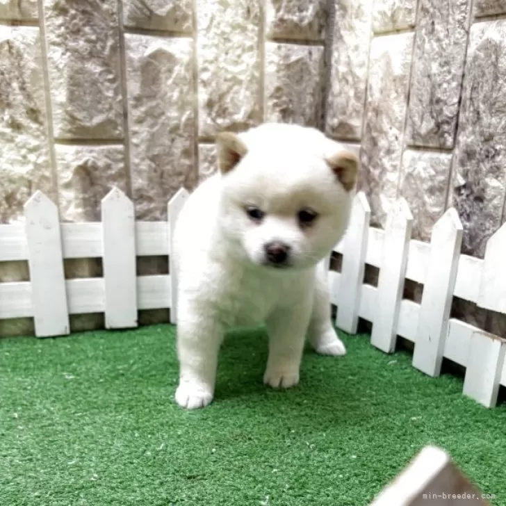 ID：2507-00490の子犬
