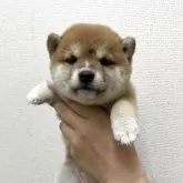 豆柴