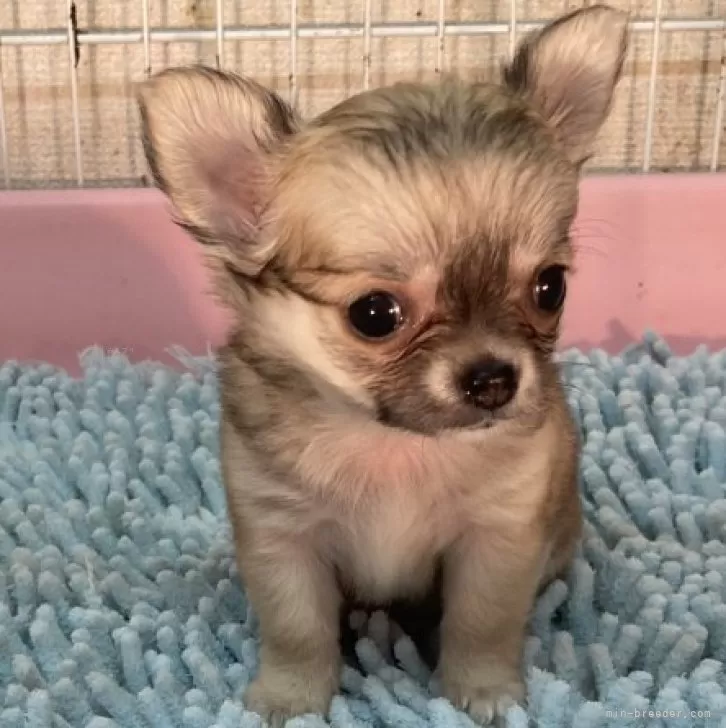 ID:2409-07764の子犬