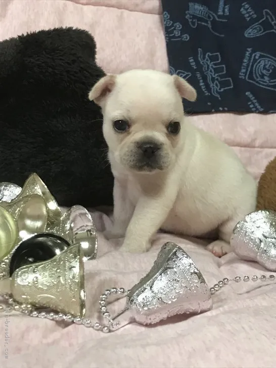 ID：2003-01493の子犬