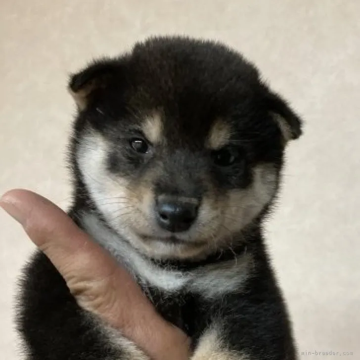 ID:2311-00435の子犬