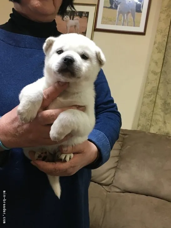 ID:1803-00899の子犬