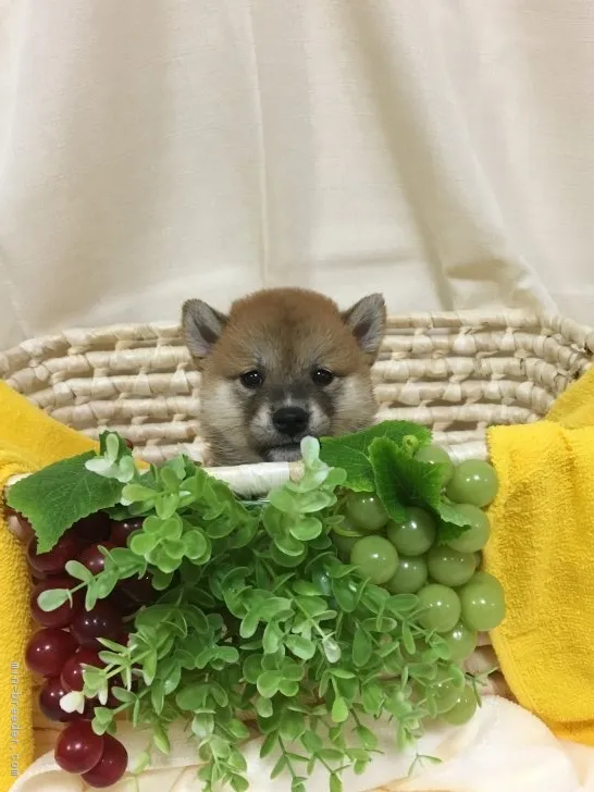 ID：1707-01480の子犬