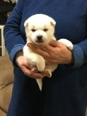 紀州犬