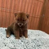柴犬(標準サイズ)【大阪府・男の子・2023年9月23日・赤】の写真4「こぐまと違いますって」