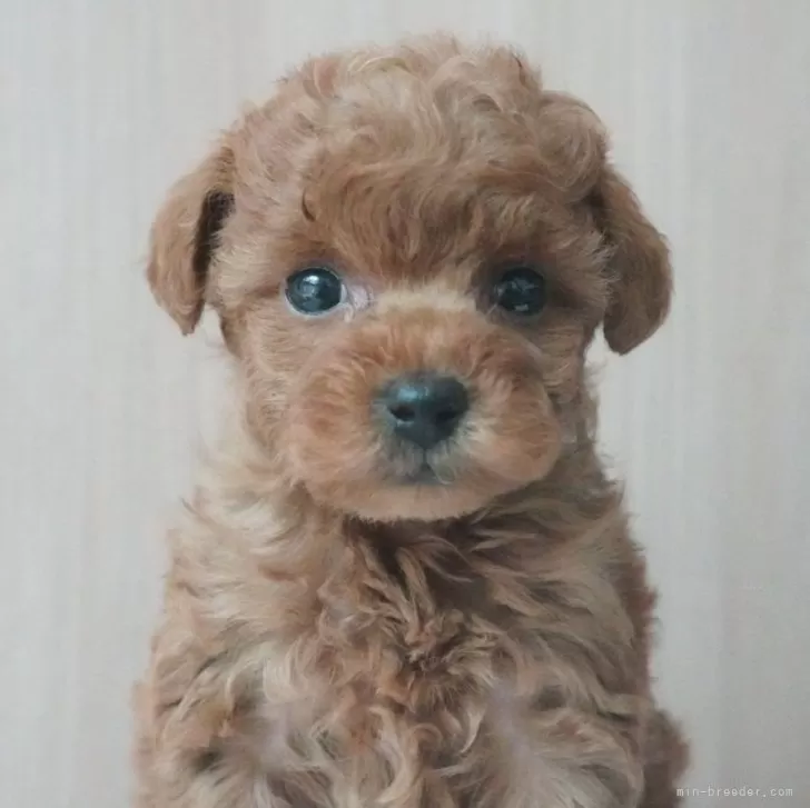 M.M 様のお迎えした子犬