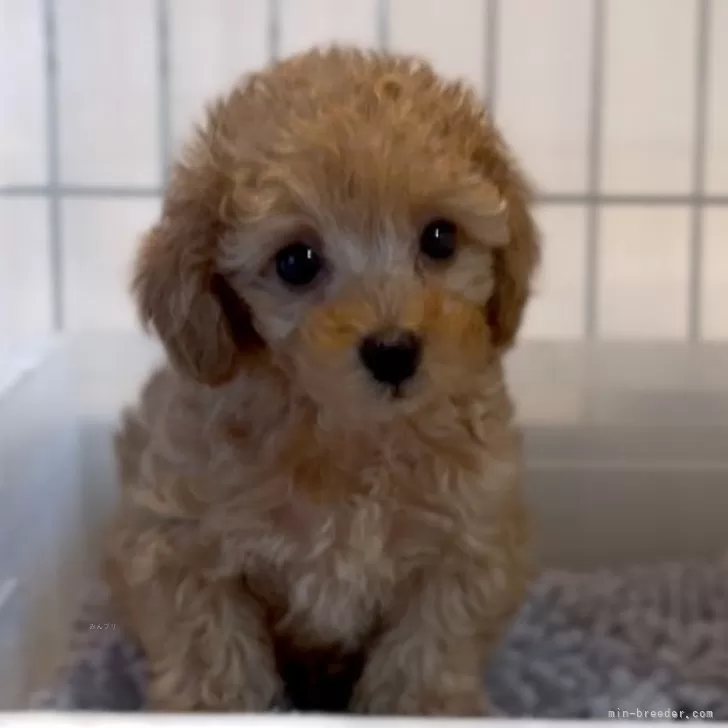 ID:2501-06913の子犬