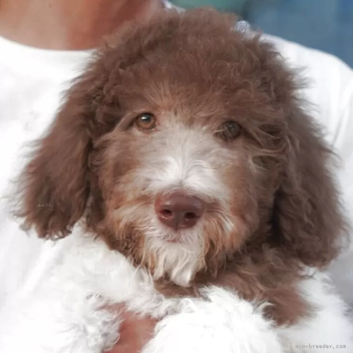 ID：2503-02162の子犬