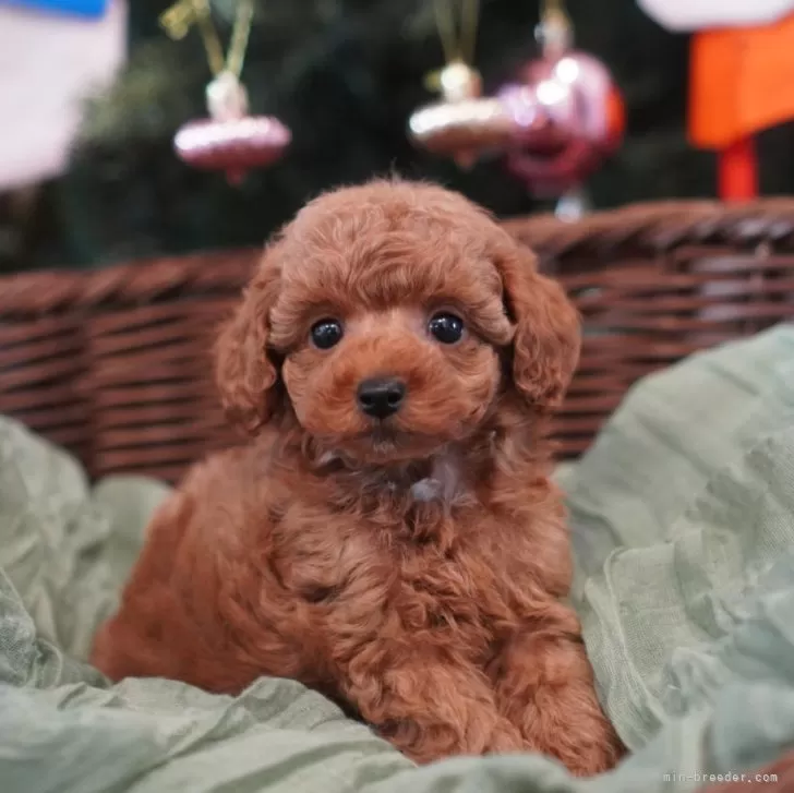 ID:2412-00543の子犬