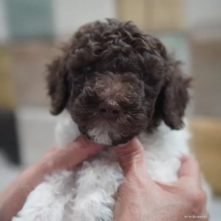 ID:2503-06270の子犬