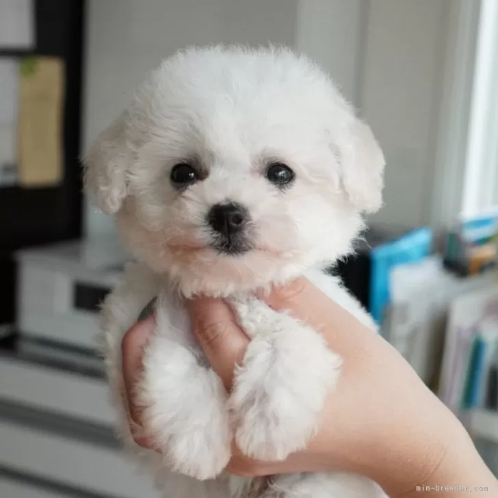 ID：2508-05865の子犬