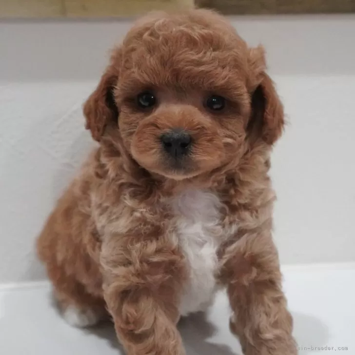 ID:2501-06907の子犬