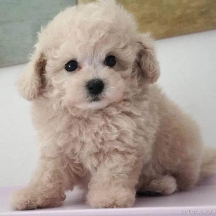 ID：2501-06910の子犬